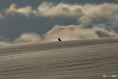 美瑛ならカラスも絵になりますね。(笑)