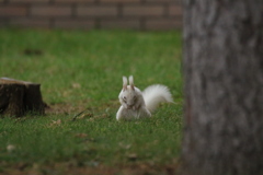 う～ォ～ なんで俺は 白いんだ～！