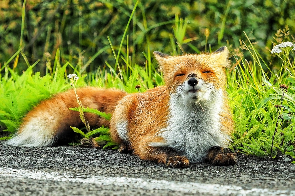 川湯のツネさん