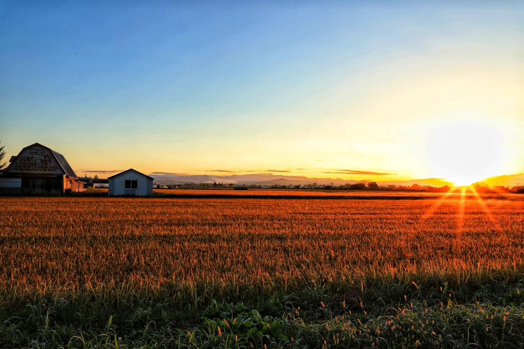 もう時期稲刈り