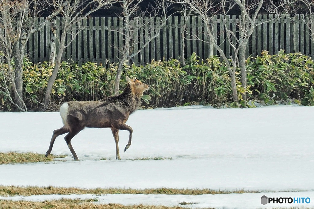 ルンルンシカさん