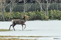 ルンルンシカさん