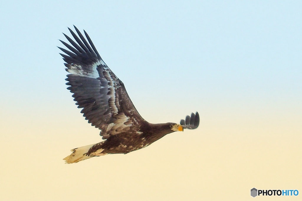 オジロ 優雅な舞い