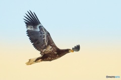 オジロ 優雅な舞い