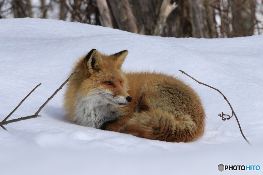 美瑛の春 これでも 暖かい。