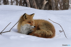 美瑛の春 これでも 暖かい。