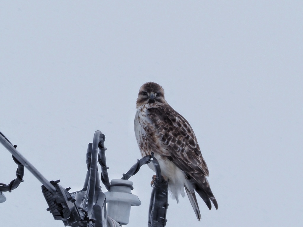 ノスリくん可愛い顔してます。
