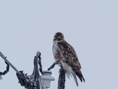 ノスリくん可愛い顔してます。