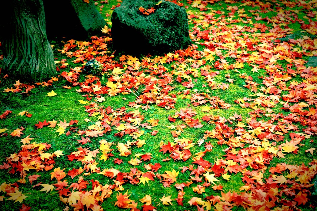 葉も最後に綺麗になりたい