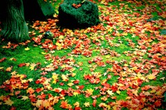 葉も最後に綺麗になりたい