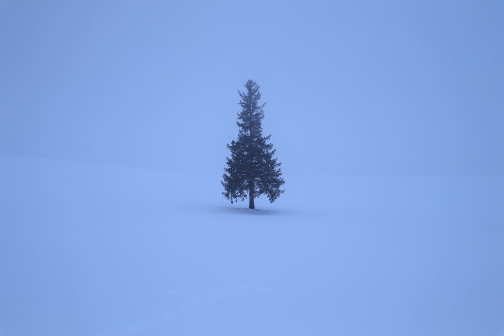 全然晴れて来ない ツリー