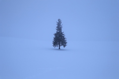 全然晴れて来ない ツリー