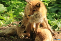 まだ飲んでるんだ～ あまったれ～(笑)