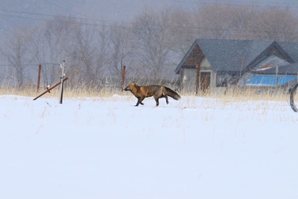弟子屈にて 斑色の黒狐発見！