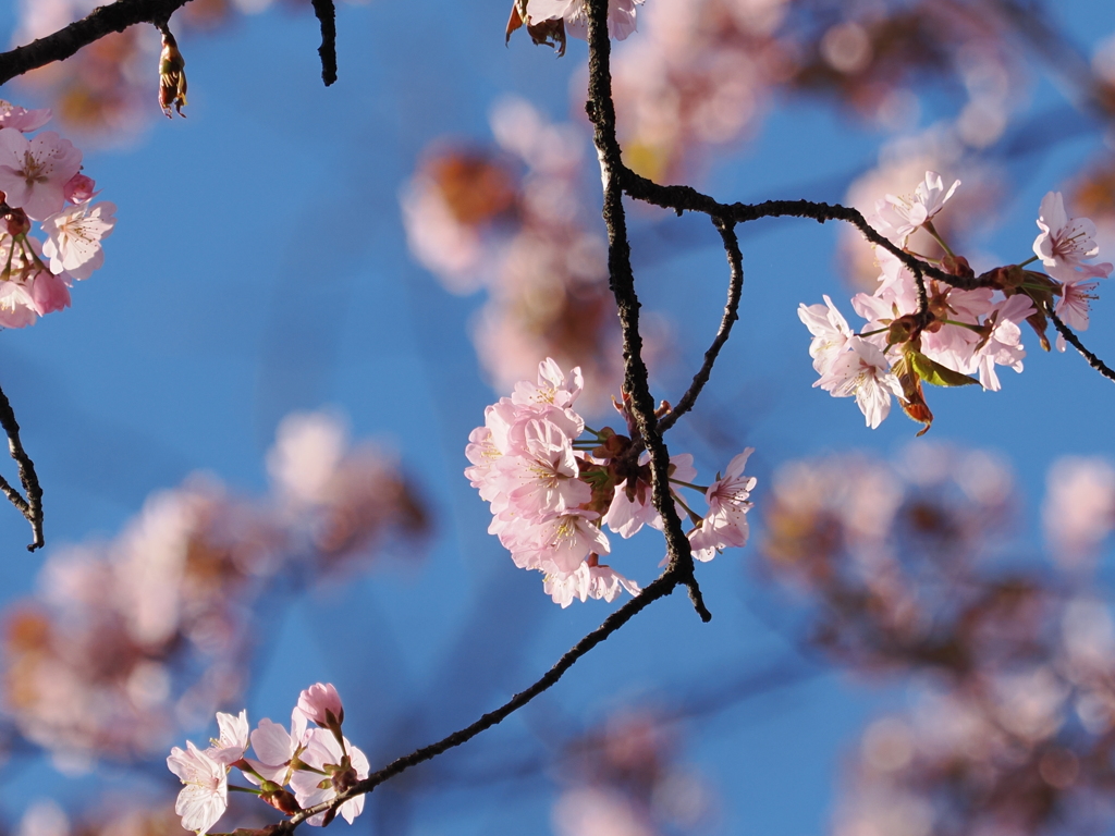 旭川桜