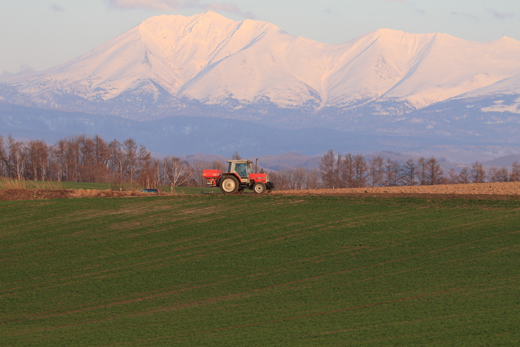 酪農も徐々に忙しく。