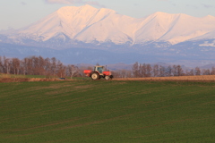 酪農も徐々に忙しく。