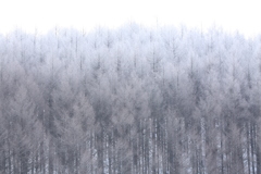 霧氷