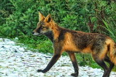 ちなみに下は ホタテの貝殻