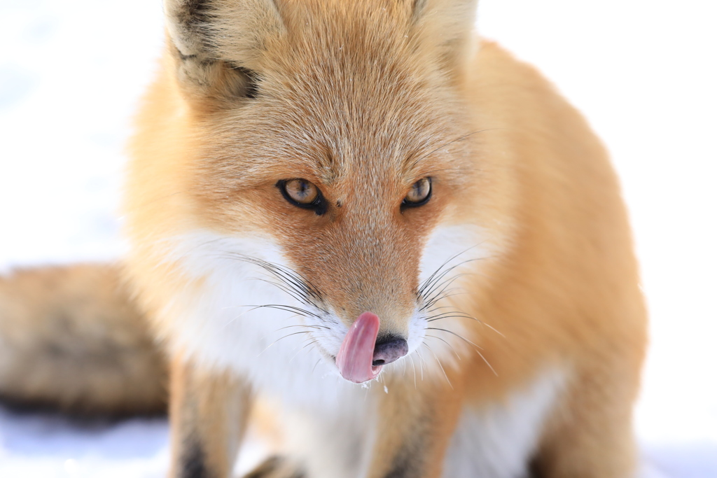 お前がアイドル