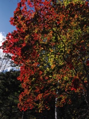 紅葉