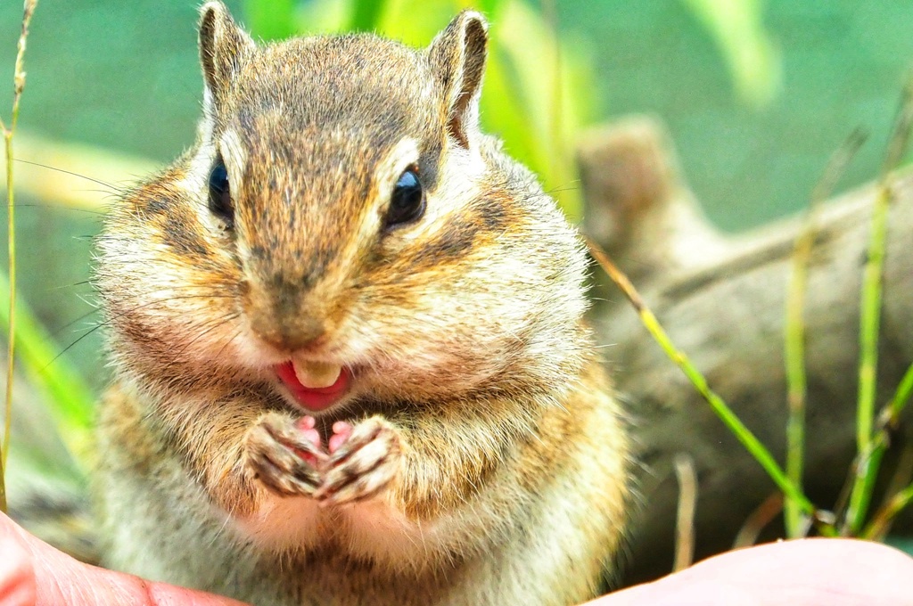 オホーツク シマリー公園