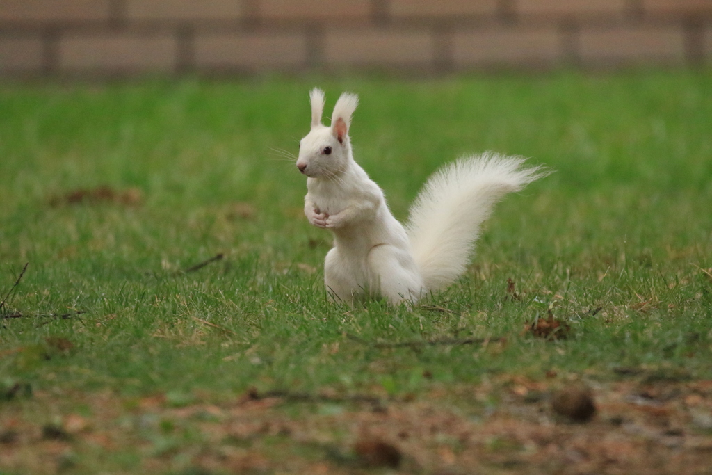 完全 エゾリスです。