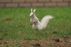 完全 エゾリスです。