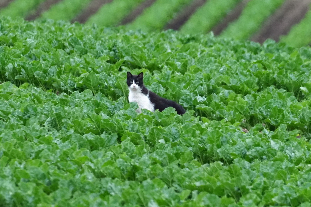 さすが美瑛ネコちんも畑散歩中 