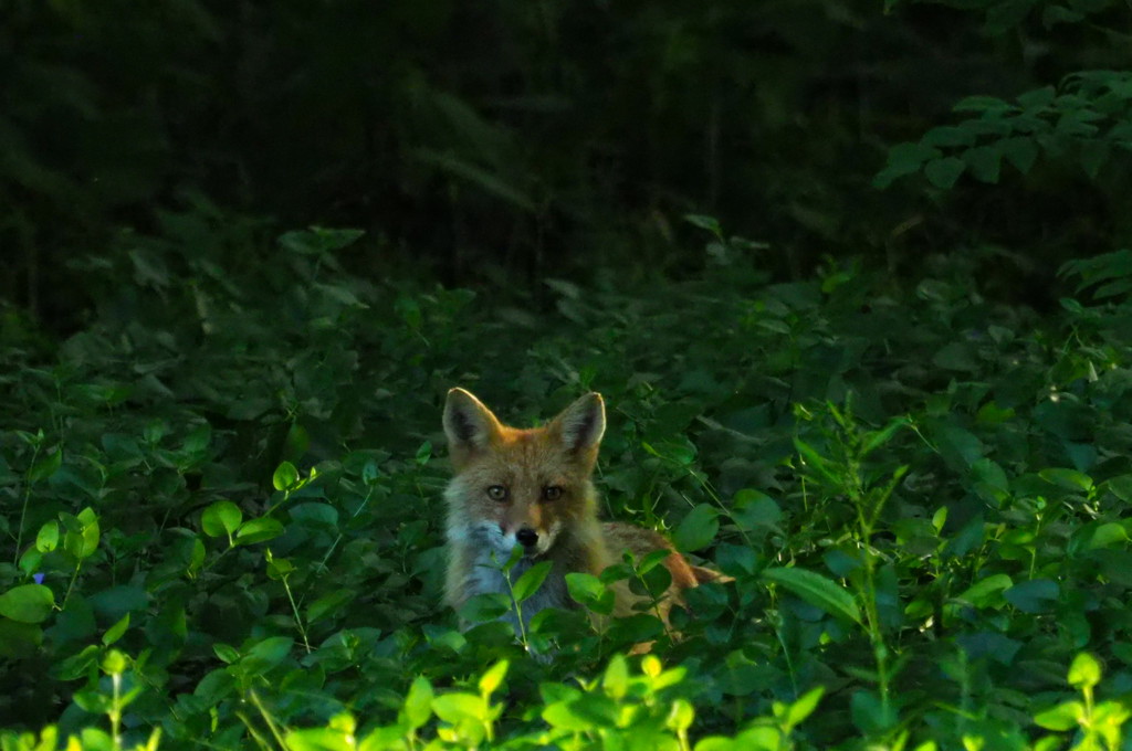 久しぶり神楽岡でツネさん見ました。