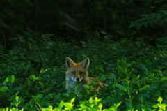 久しぶり神楽岡でツネさん見ました。