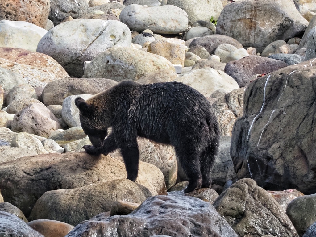 熊も反省するんだ～(笑)