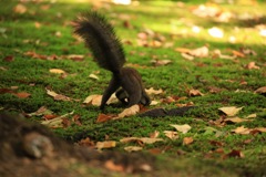 一生懸命 エサ隠し