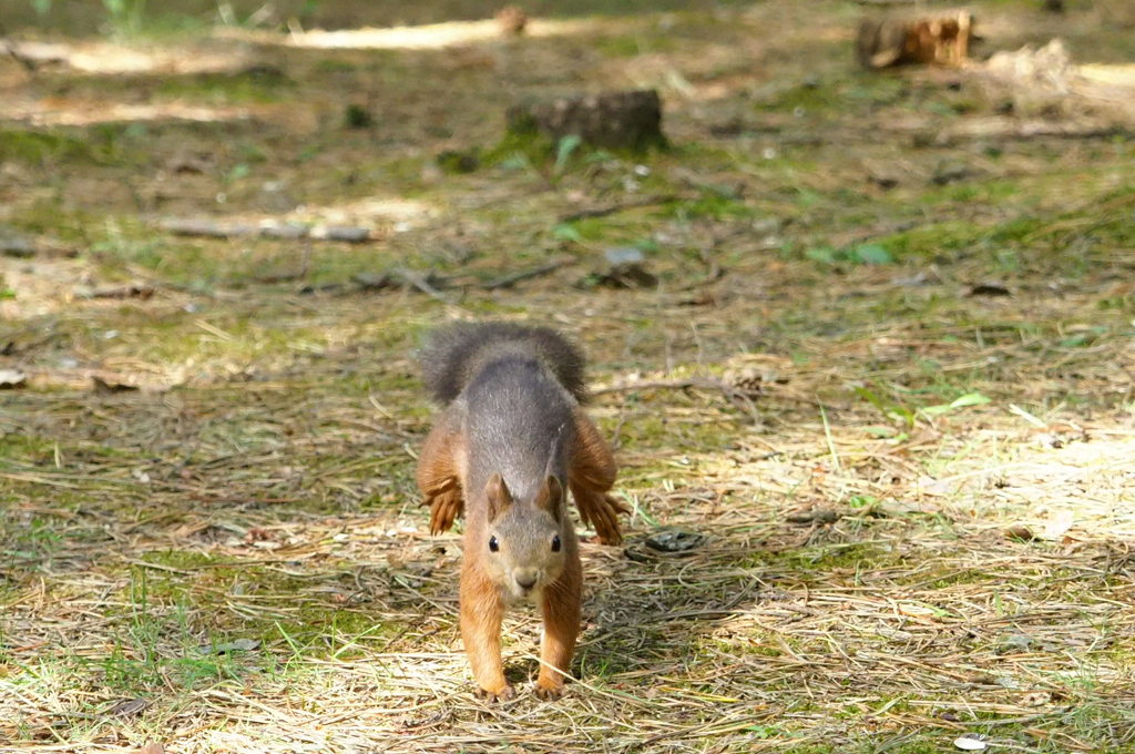可愛い奴です。