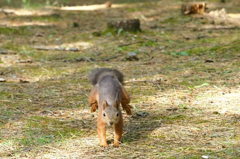 可愛い奴です。