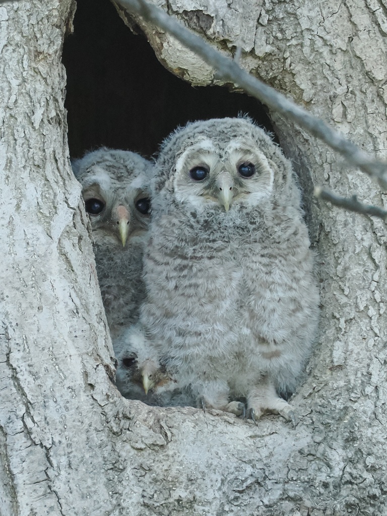 エゾフクロウ幼鳥