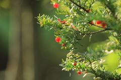 エゾリス逹のデザート