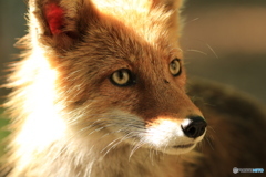 なかなかのイケメンです！