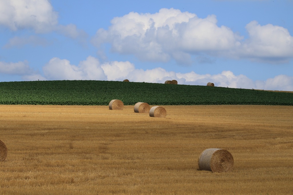 いい色してます。