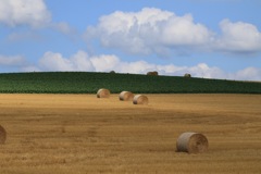 いい色してます。