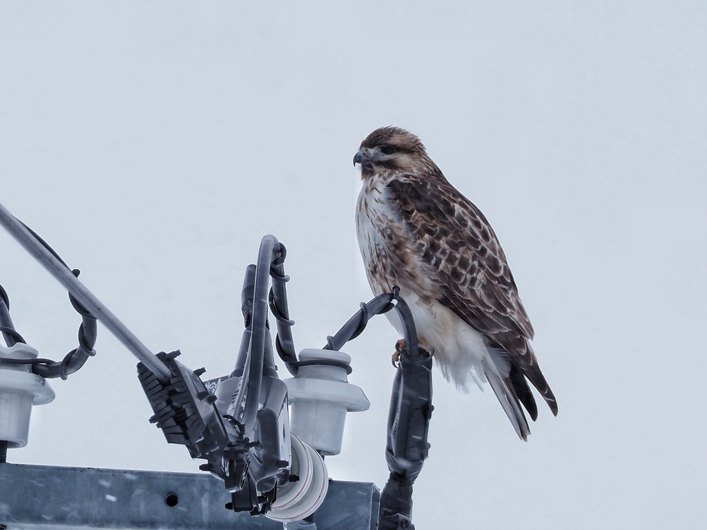 旭川 旅鳥ノスリ