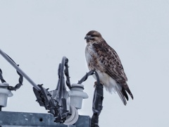 旭川 旅鳥ノスリ