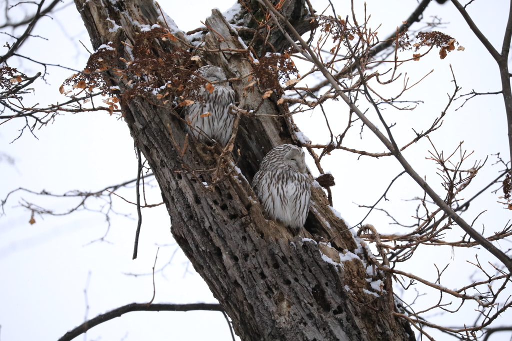 しばらく見ないと思ったらフクロウオッちゃん ちゃっかりと！(笑) 