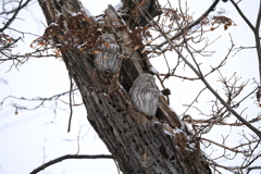 しばらく見ないと思ったらフクロウオッちゃん ちゃっかりと！(笑) 