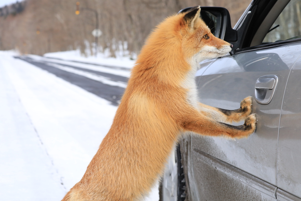 まるで わんこ！