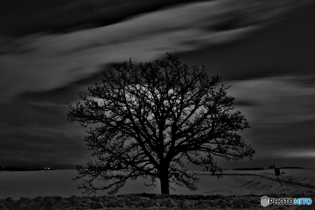 真夜中のセブンスターの木