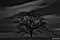 真夜中のセブンスターの木