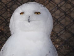 旭山動物園