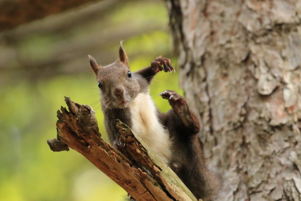 片足上げて挨拶 よｯ！