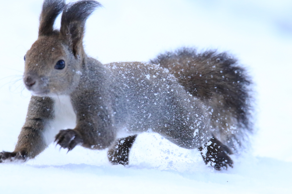 元気良く走り回ってる！